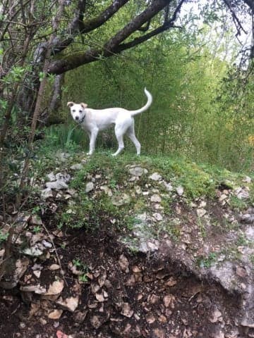 BAÏA (ex PEAK) - chiot femelle, taille moyenne à l'âge adulte - Née environ en août 2019 - REMEMBER ME LAND - ADOPTEE PAR MARIANNE (46) - Page 2 Peak_211