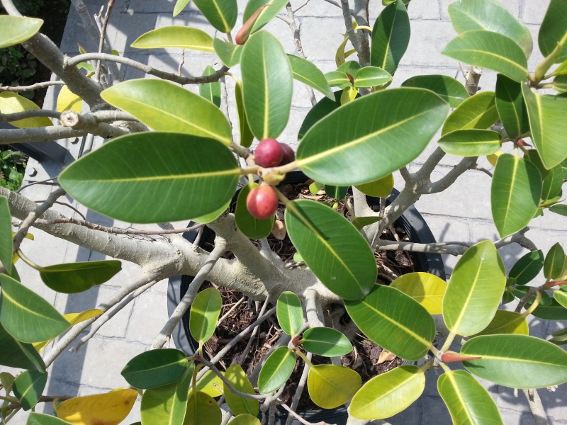 Pre bonsai ficus rubiginosa (ficus australis) 20130519