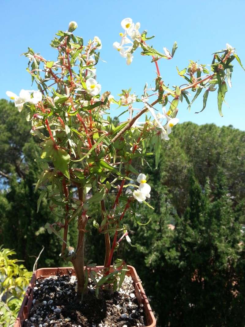 Begonia tripartita 20130616