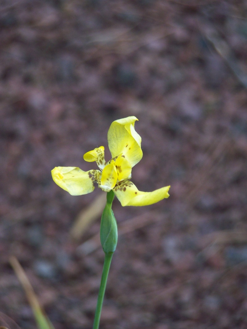 Neomarica Longifolia Variegata A_18910