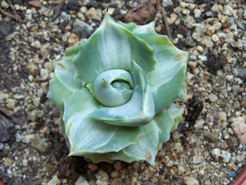 Agave isthmensis 'Ohi Raijin Nishiki' A_21510