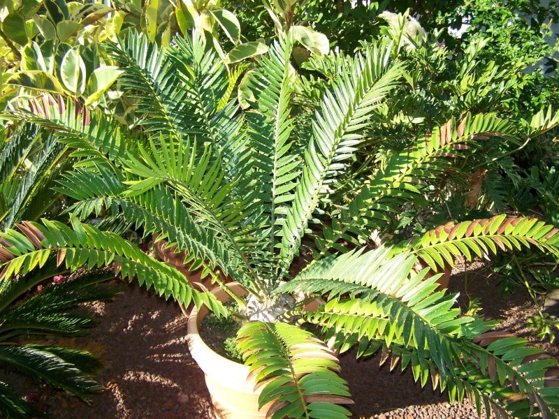 Encephalartos Natalensis A_26210