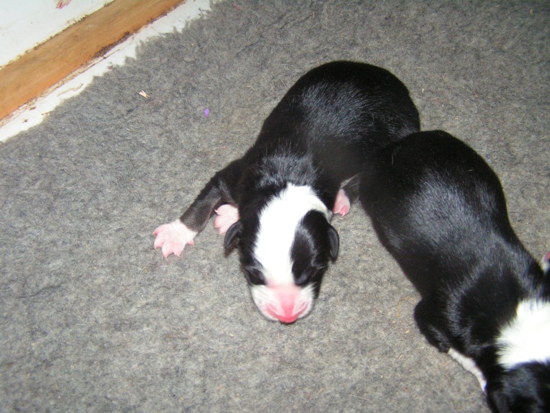 A réserver chiot border collie et bergers des shetlands Pict0115