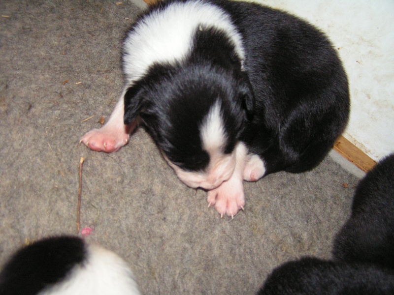 A réserver chiot border collie et bergers des shetlands - Page 2 Pict0412