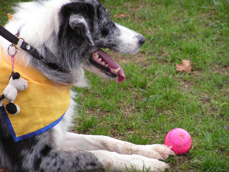 A réserver chiot border collie et bergers des shetlands - Page 2 Pict0414