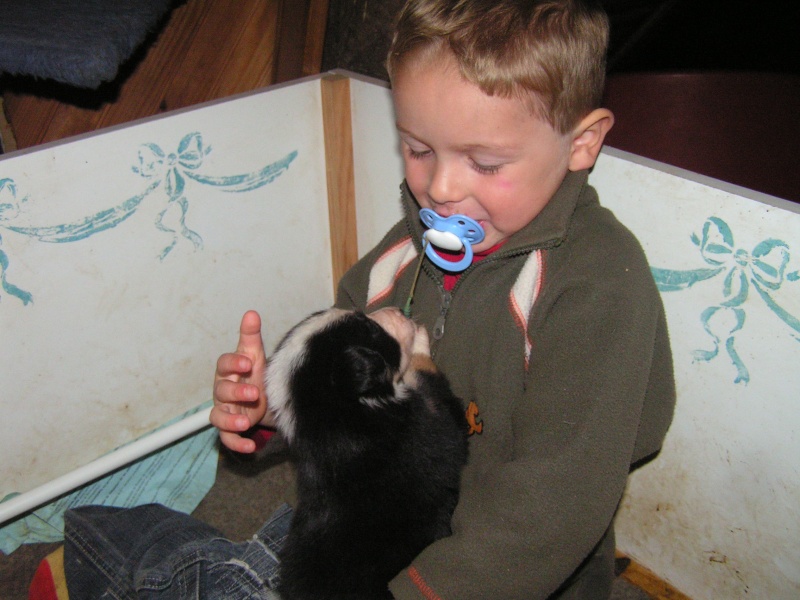 A réserver chiot border collie et bergers des shetlands - Page 2 Pict0425