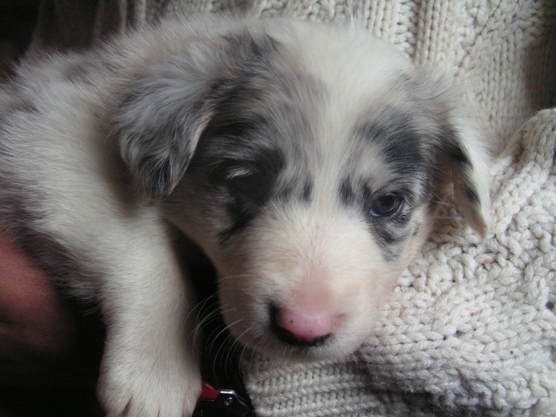 A réserver chiot border collie et bergers des shetlands Pict1610