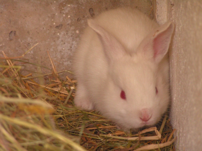 bb lapin bélier à vendre Pict2620