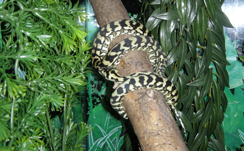 Femelle Spilota Macdow Macdow16