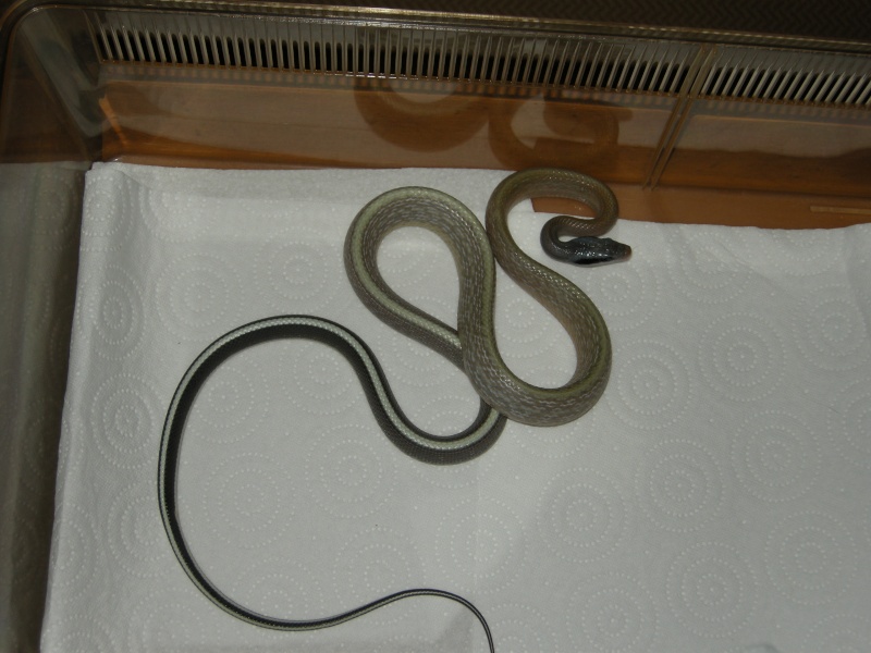 Orthriophis Taeniura Ridleyi Snake010