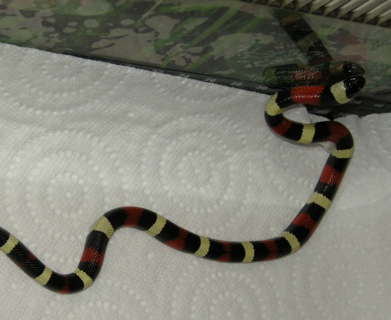 Lampropeltis Triangulum Campbelli juvénile Snake012