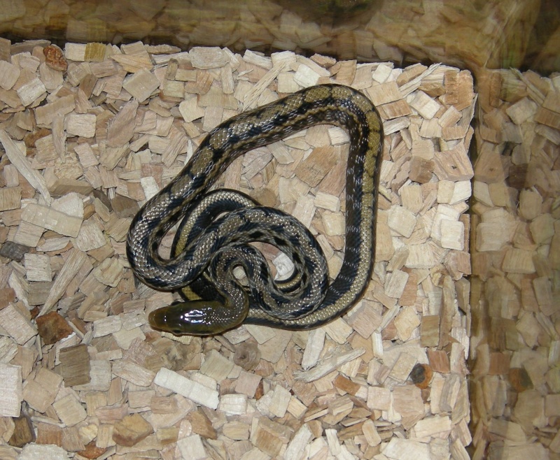 Taeniura friesei. Snakes10