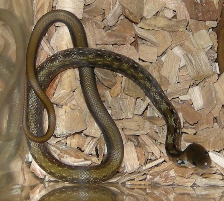 Coelognathus helenus Snakes13