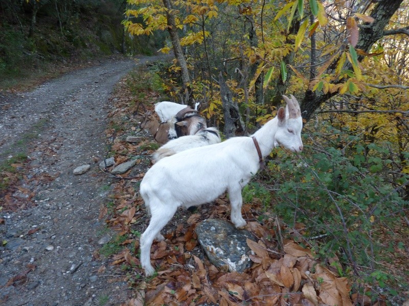 Promenons-nous dans les bois. Bill10