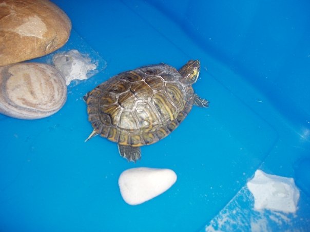 Identification tortue de floride 2625_110