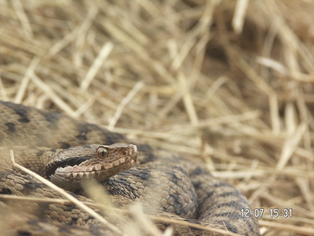 Prospection reptiles en Loire Atlantique Pict0710