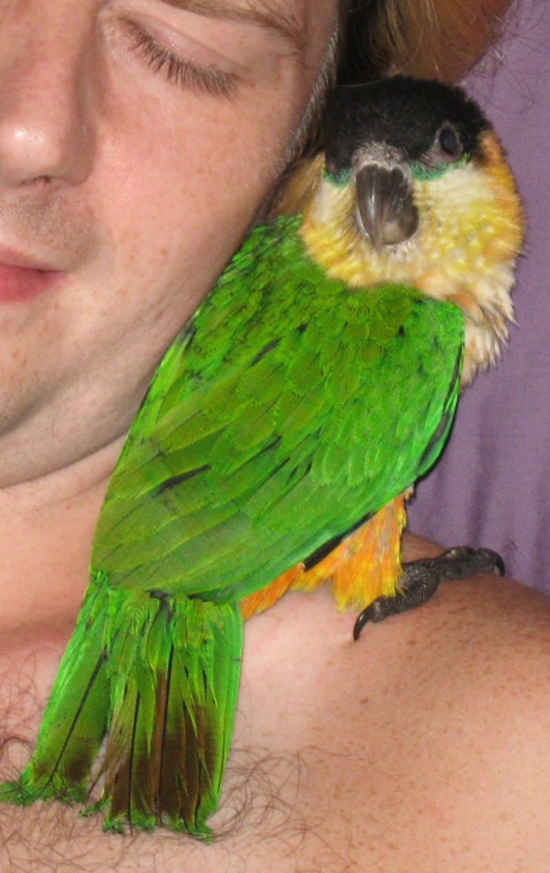 pic of the new caique girl Image118