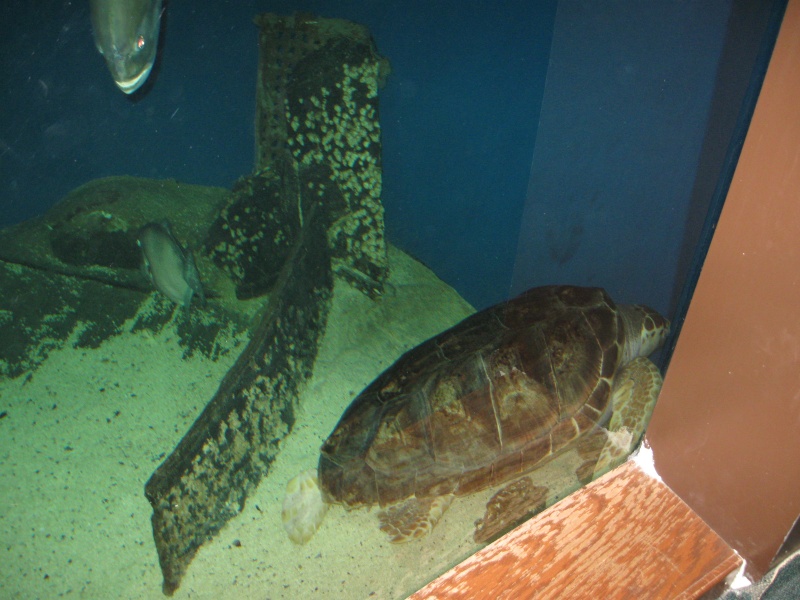 Trip pics of the virginia living museum Turtles Img_1510