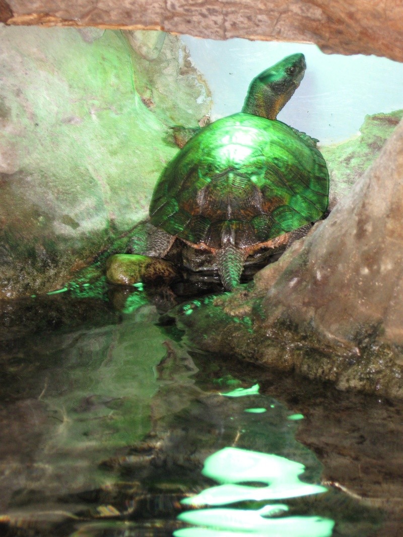 Trip pics of the virginia living museum Turtles Img_1511