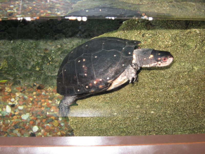 Trip pics of the virginia living museum Turtles Img_1513