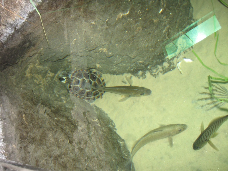 Trip pics of the virginia living museum Turtles Img_1514