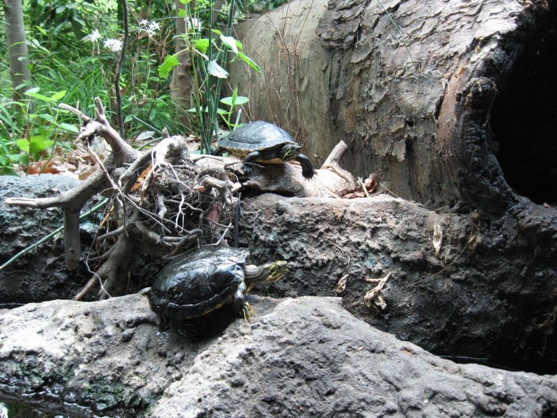 Trip pics of the virginia living museum Turtles Img_1610