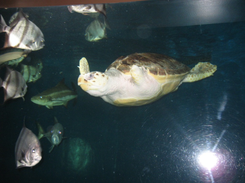Trip pics of the virginia living museum Turtles Img_1616