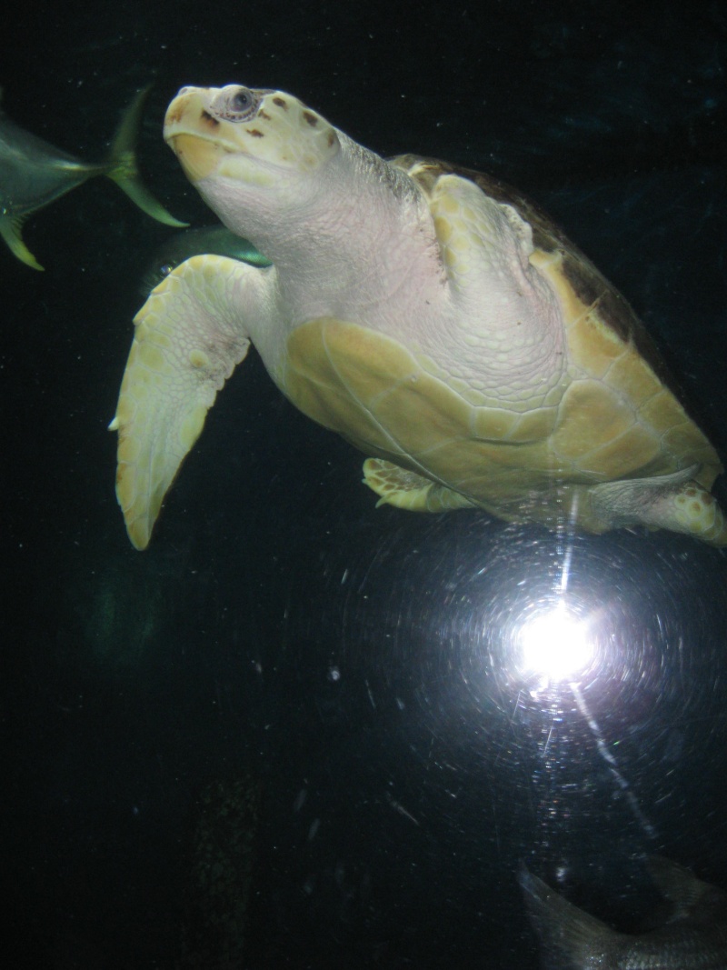 Trip pics of the virginia living museum Turtles Img_1619