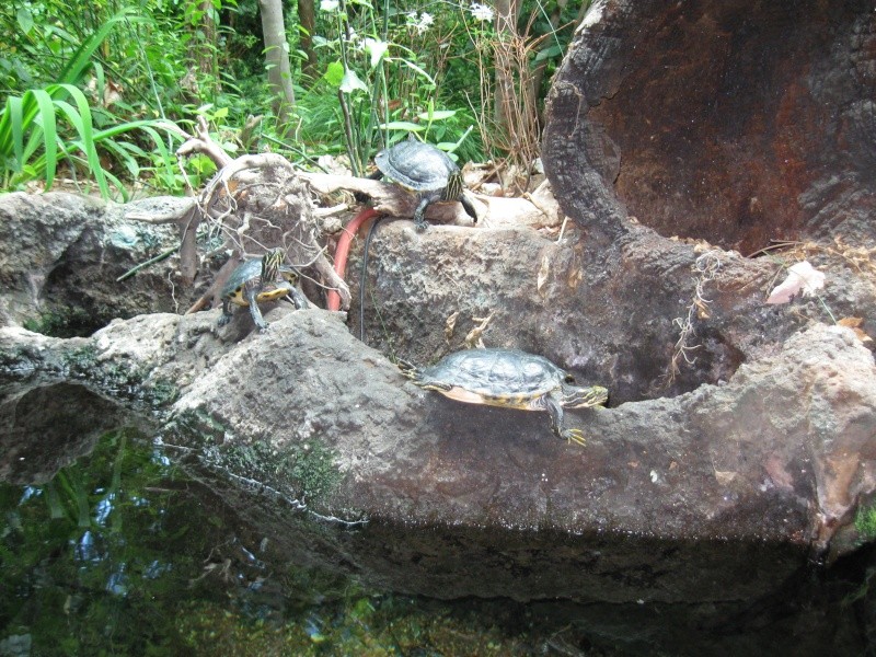 Trip pics of the virginia living museum Turtles Img_1620
