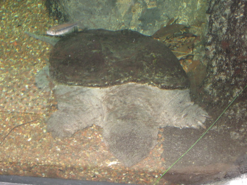 Trip pics of the virginia living museum Turtles Img_1621