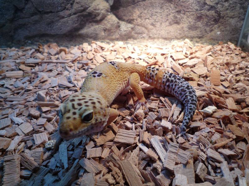 reproduction gecko ! P1010645
