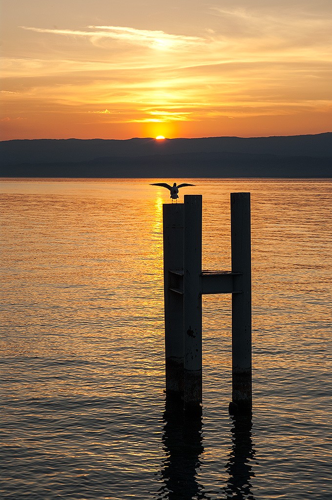 Red Léman Leman_12