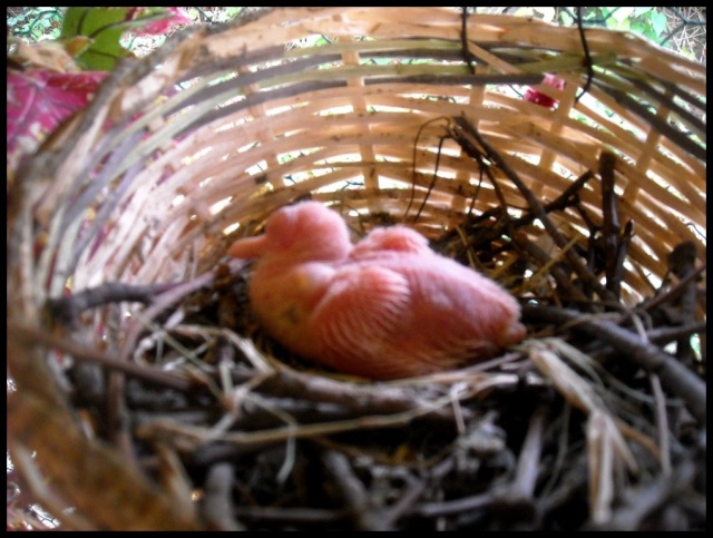 Photos de nids et de petits - Page 40 Dscn2318