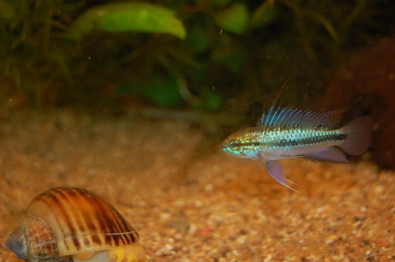 BAC APISTOGRAMMA TRIFASCIATA Dsc_0114