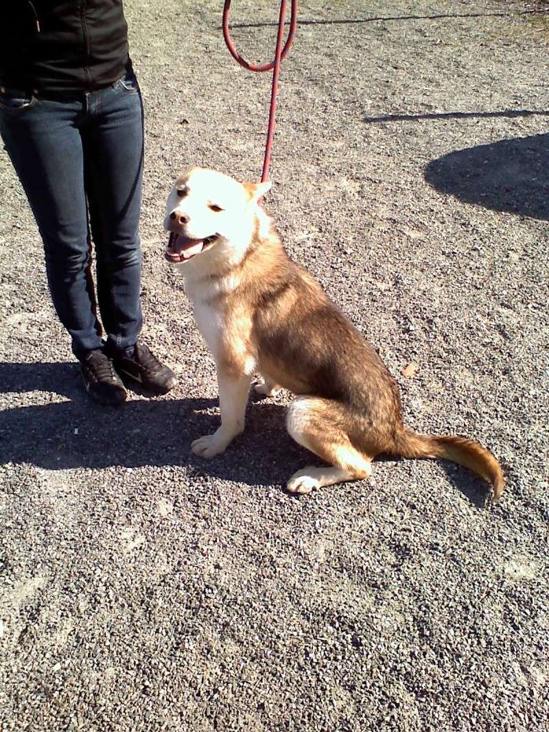 COBRA 1an croisé husky/x   ADOPTE 03210912