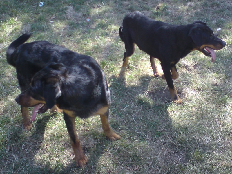 Vito & Cobalt Syrrius des Chasseurs d'Ombre Dsc02011