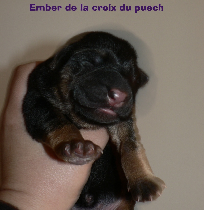 bébés berger allemand du printemps :) - Page 2 Ember_10