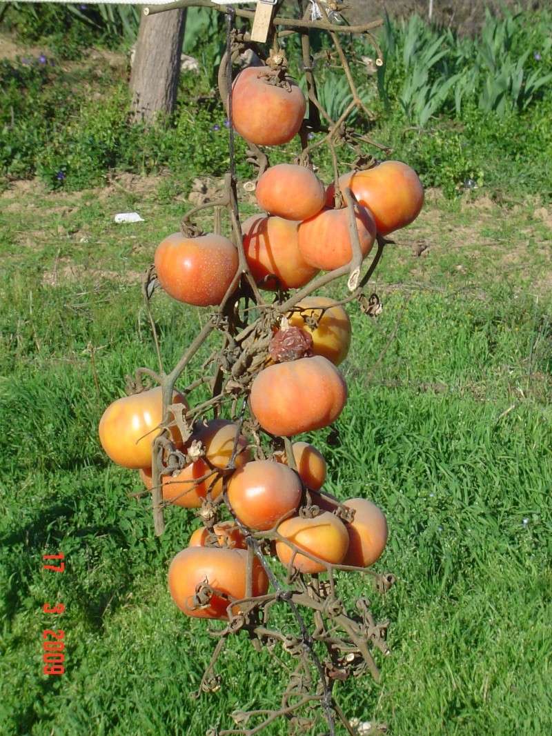 Tomates à accrocher, conservées plus de six mois sans rien faire. Dsc02149