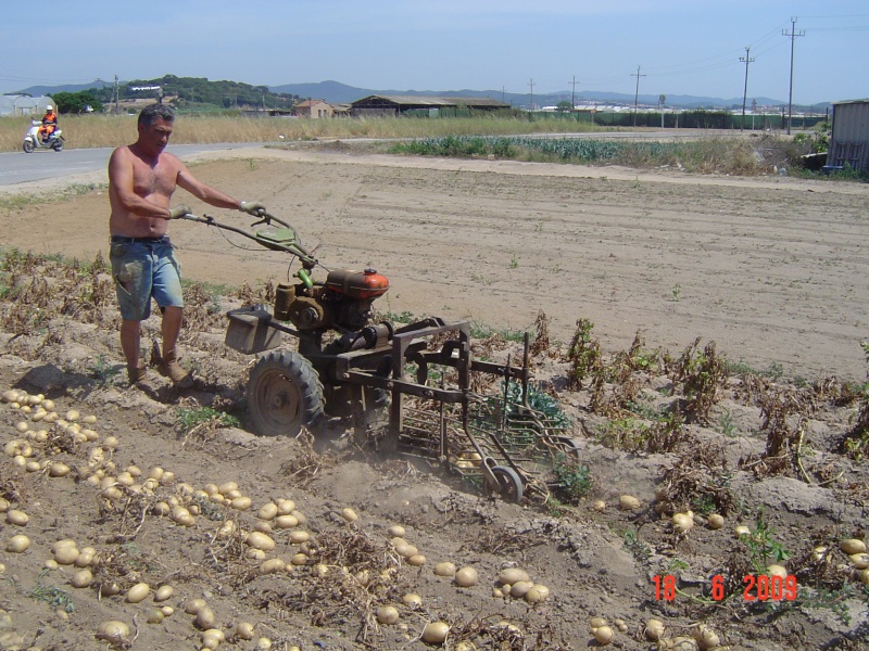 Récolte des pommes de terra au delta de la Tordera. Dsc02821