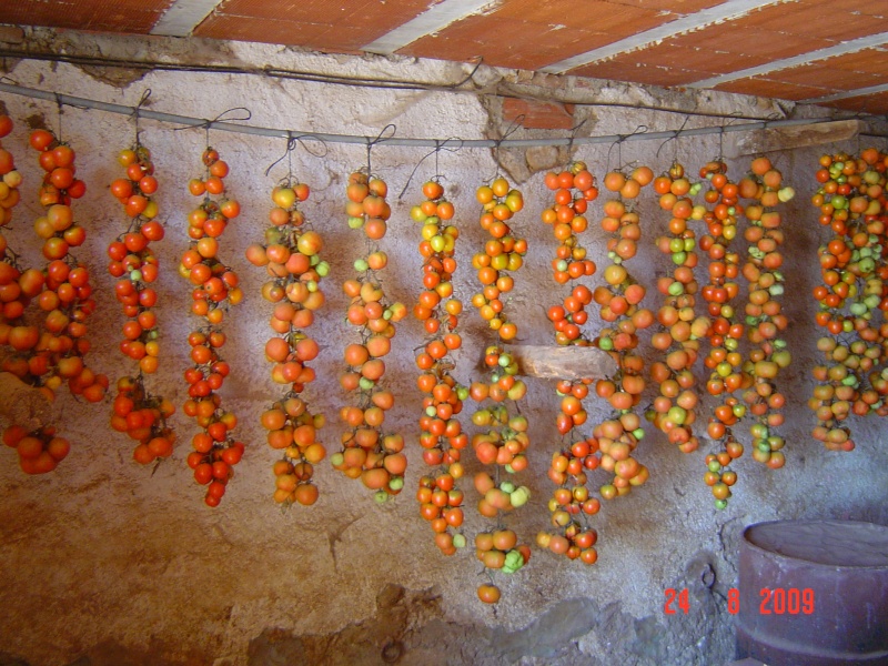 Tomates à accrocher, conservées plus de six mois sans rien faire. Dsc03310