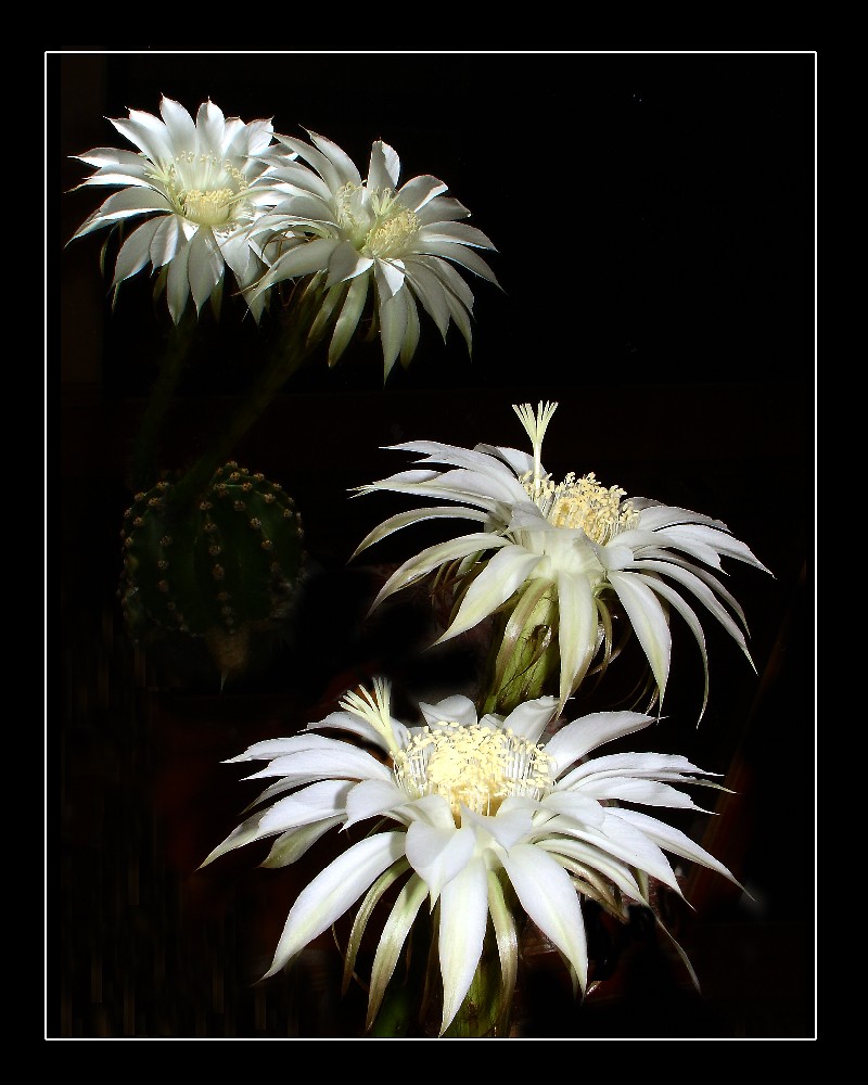 Flori de cactus - de la voi Floare10