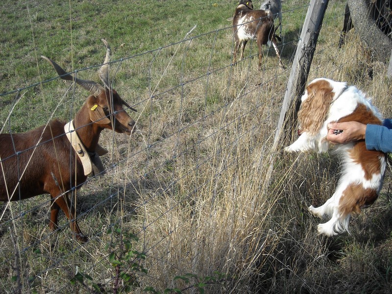 rando rencontre aska et les moutons, chèvres et cheval 2009_185