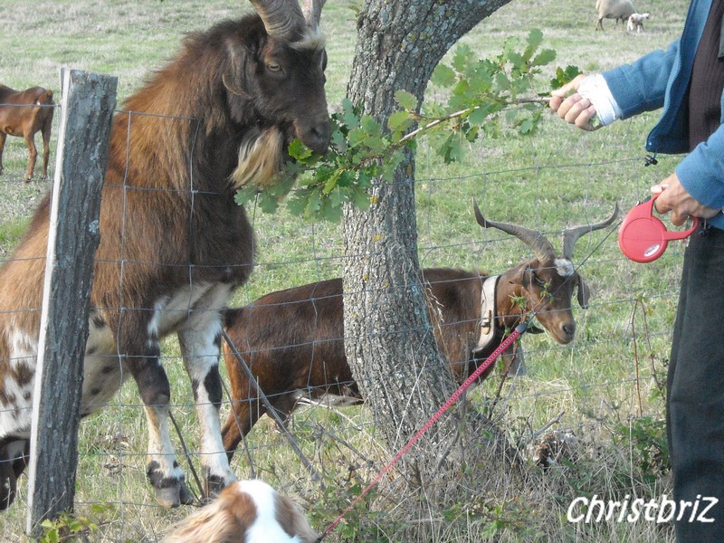 rando rencontre aska et les moutons, chèvres et cheval 2009_187