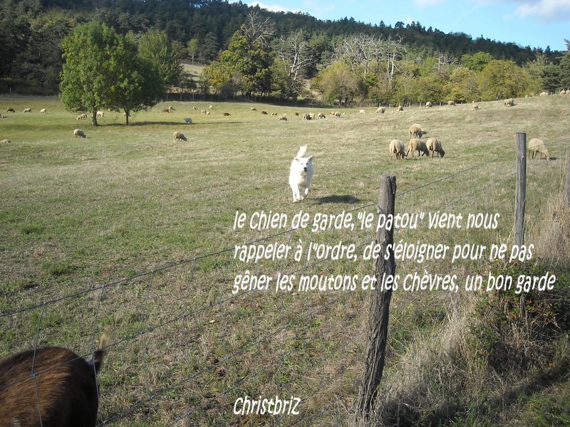 rando rencontre aska et les moutons, chèvres et cheval 2009_188