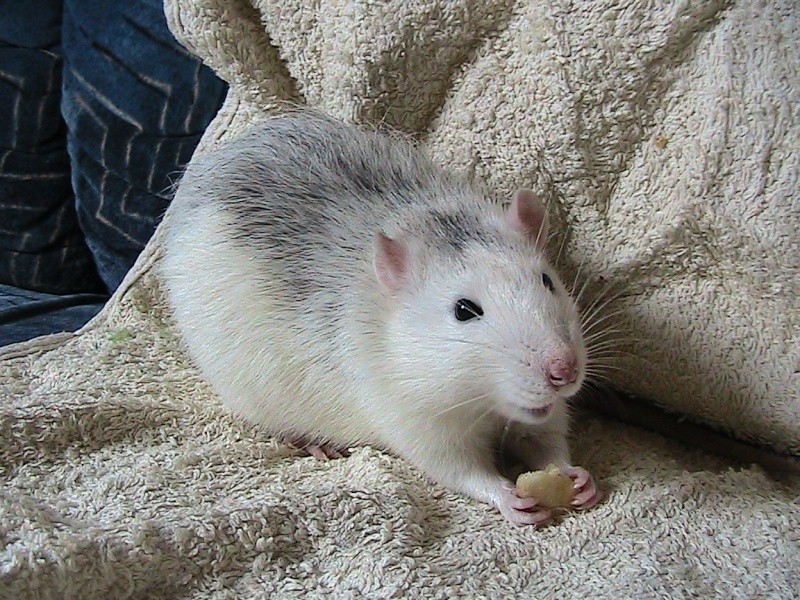 [recherche] photo de rat pour projet de bac - Page 2 Img_0718