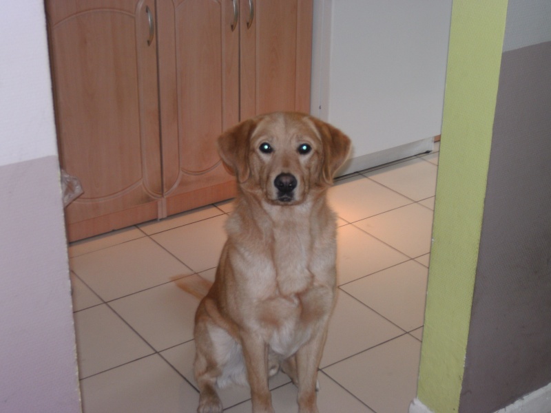 Labrador croisé Golden à donner