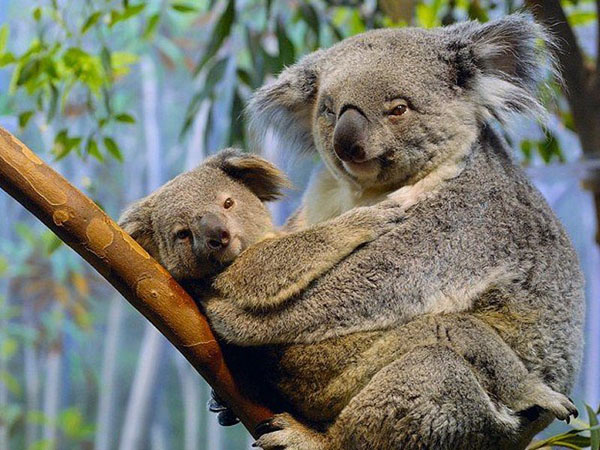 Aujourd'hui dimanche 12 mai c'est la fête des mamans Koala10