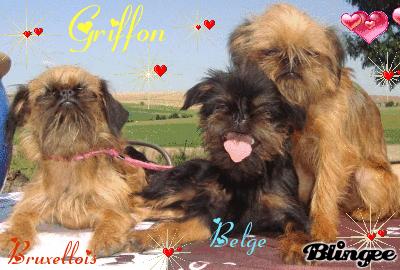Bonjour, une éleveuse de bouledogue français, westie , griffon Belge et Bruxellois... 49956010
