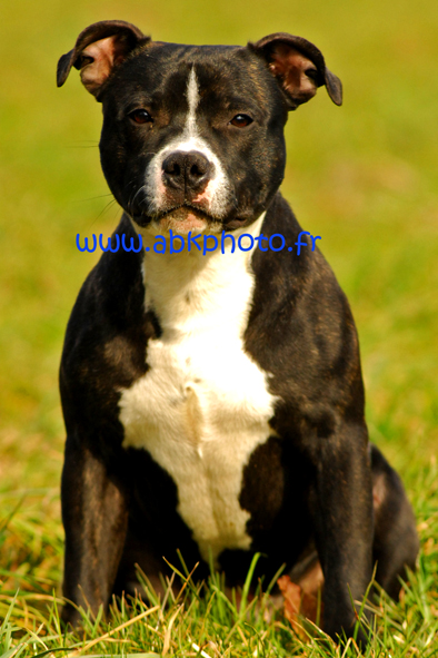 SAVOIE - un Staffy volé en Savoie Staffy10