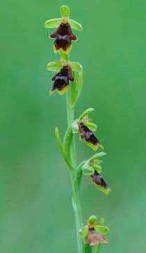 Une espèce sur six d’orchidée menacée de disparaître en France Orchid10